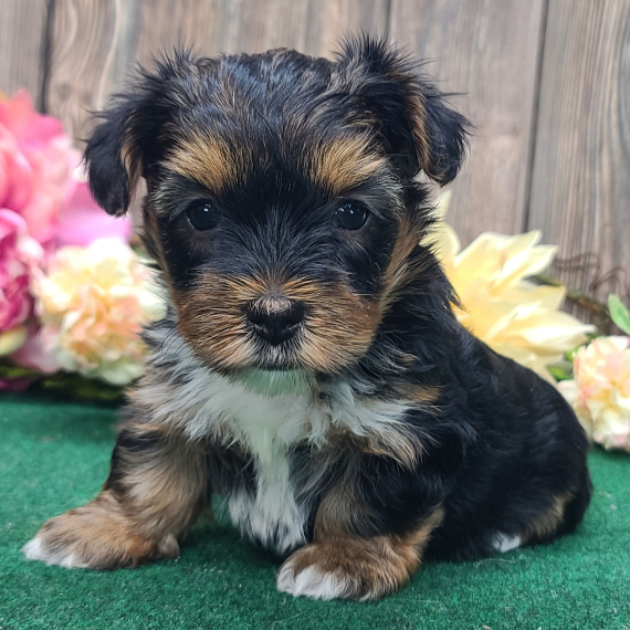 Arnold the Yorkshire Terrier