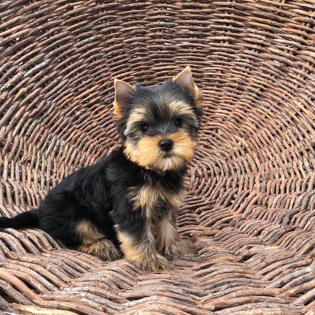 Belle the Yorkshire Terrier