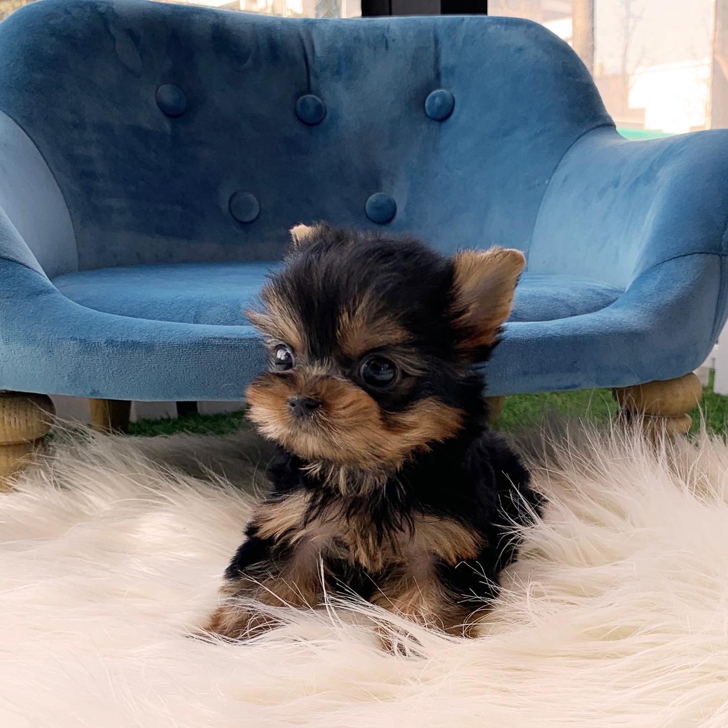 Esther the Yorkshire Terrier