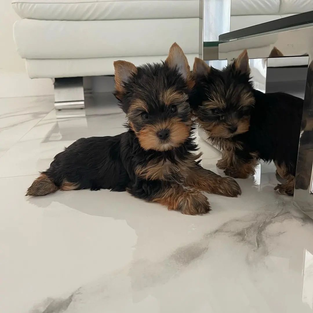 Gigi the Yorkshire Terrier