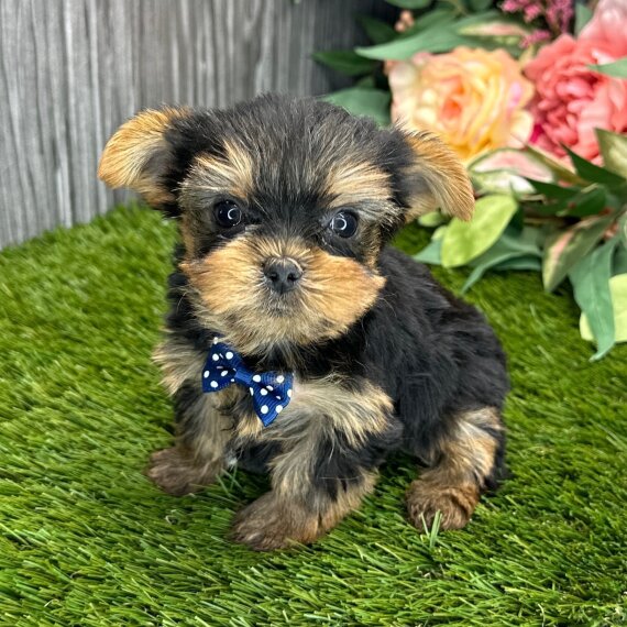 Keke the Yorkshire Terrier