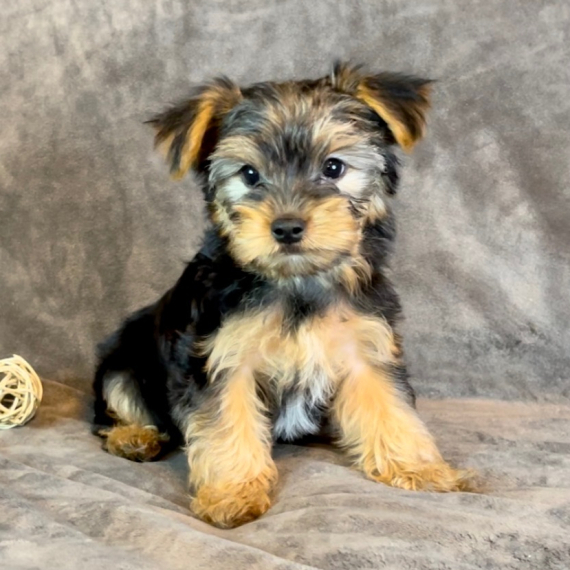 Lisa the Yorkshire Terrier