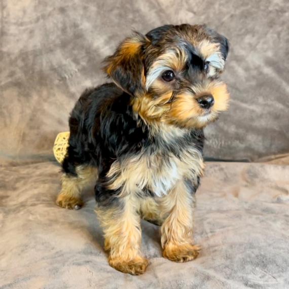 Weston the Yorkshire Terrier